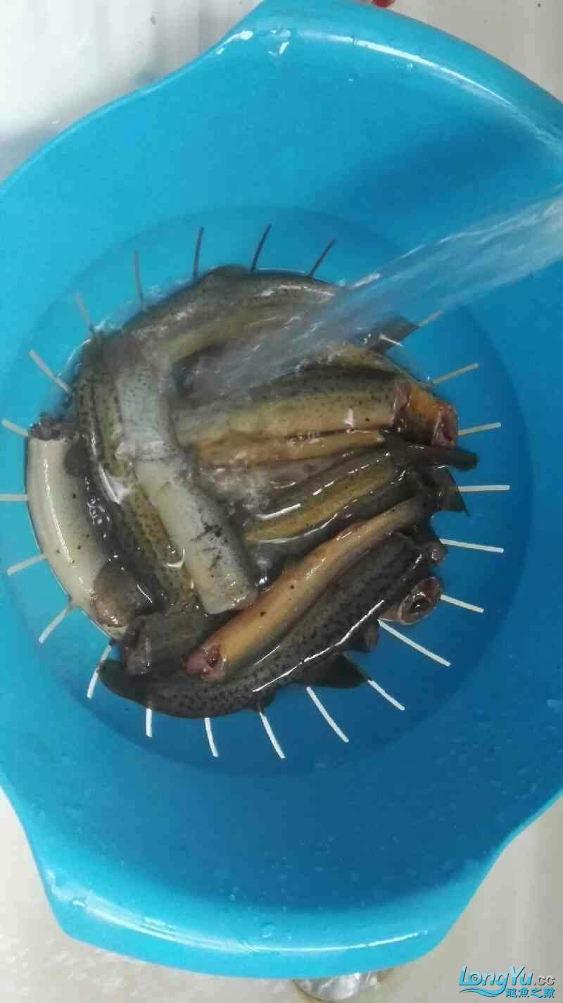 張家界觀賞魚市場龍魚主食泥鰍消毒去寄生蟲做法