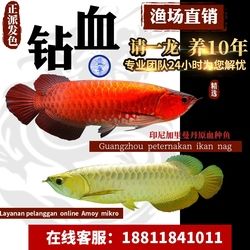 這個魚的價格