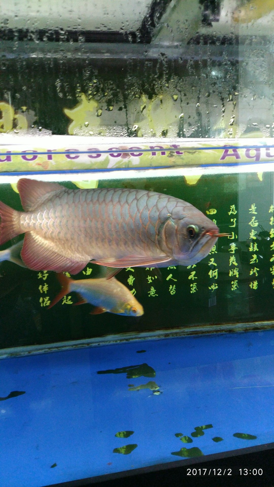 武漢水族館胖子紅龍 觀賞魚市場（混養(yǎng)魚） 第4張