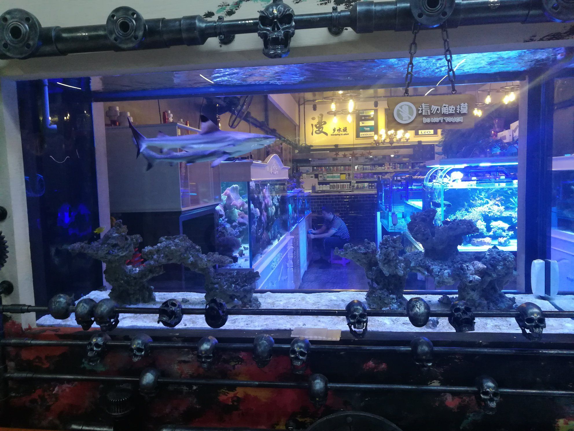 黃石水族館北京金源 虎斑恐龍魚 第9張