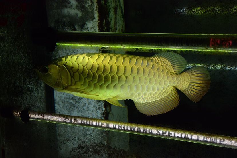 鐵嶺水族館〖立達(dá)圓你紫藍(lán)銘龍夢(mèng)〗＋我的養(yǎng)魚經(jīng)驗(yàn) 羅漢魚批發(fā) 第2張