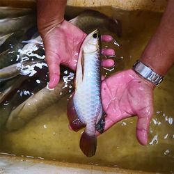 七彩神仙魚小苗