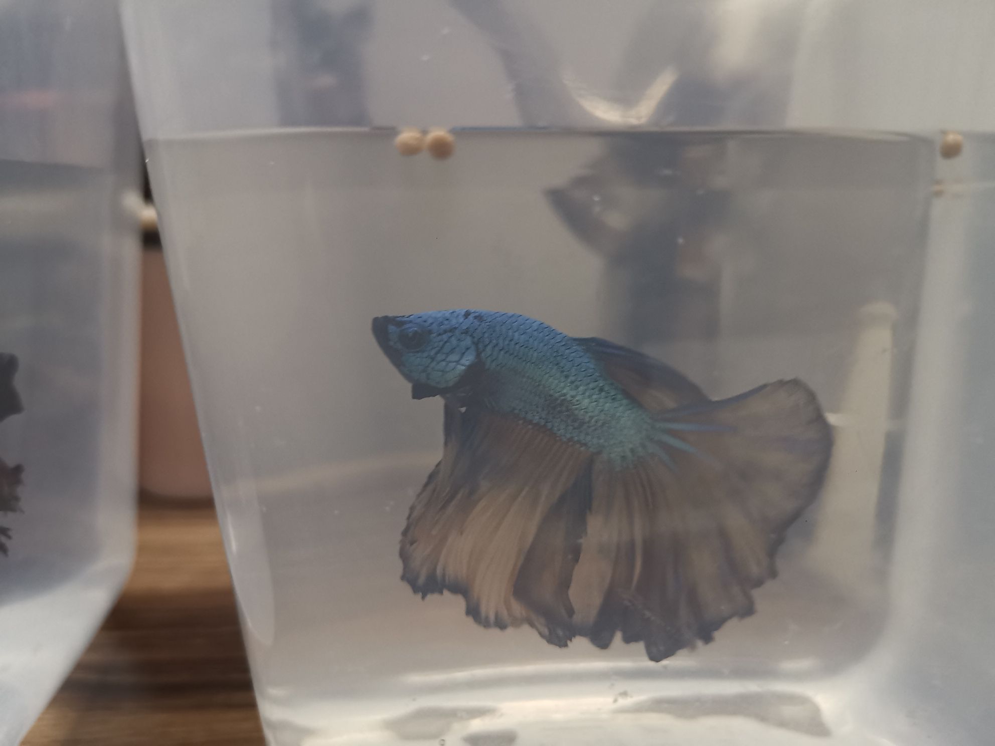 酒泉水族館新入手幾條泰斗 斑馬鴨嘴魚(yú) 第5張