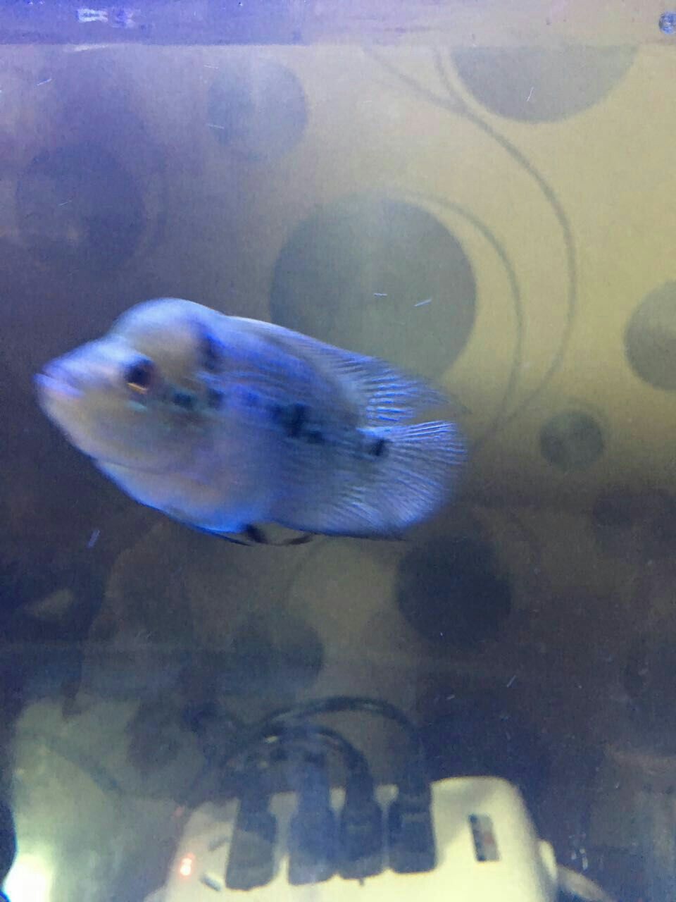 阿壩藏族羌族自治州水族館起了一點點頭