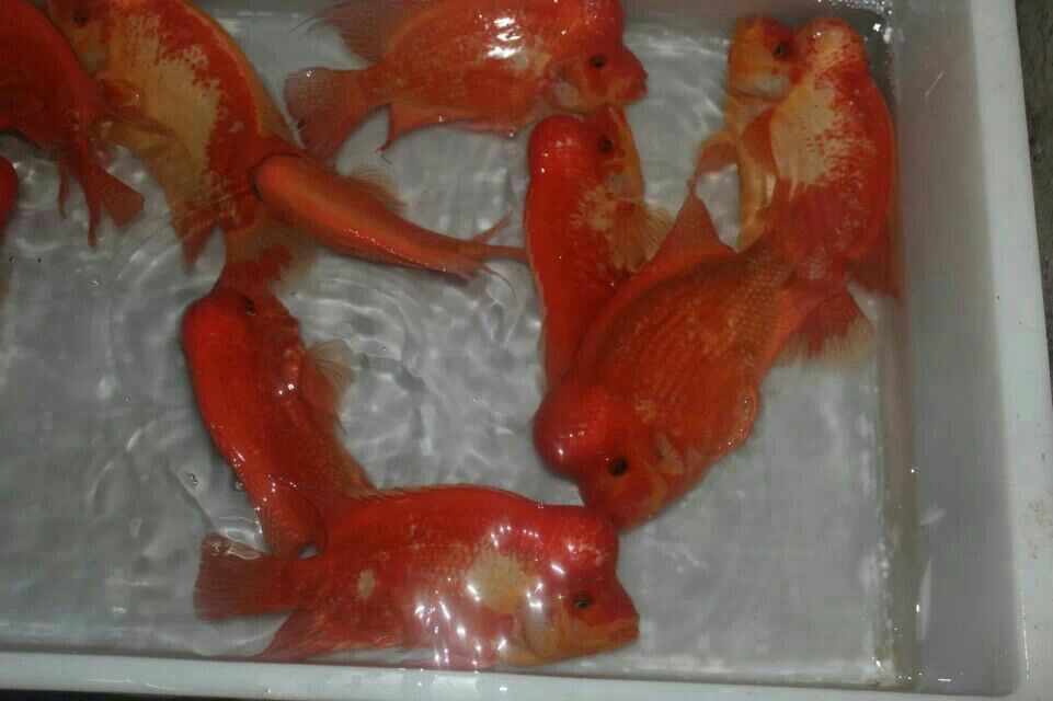 一大波來(lái)襲 帝王血鉆魚(yú) 第4張