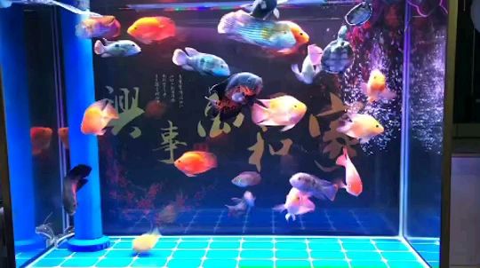 昌吉回族自治州觀賞魚市場厲害了鸚鵡魚圈 鸚鵡魚 第2張