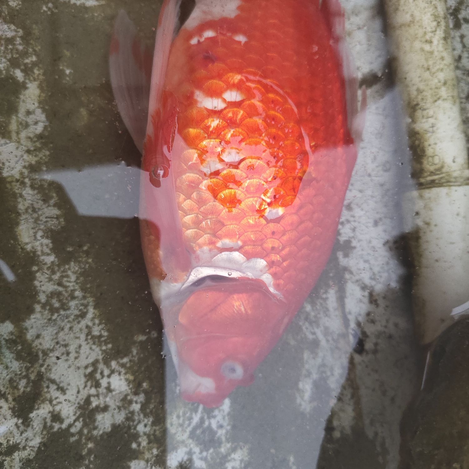 死魚(yú)