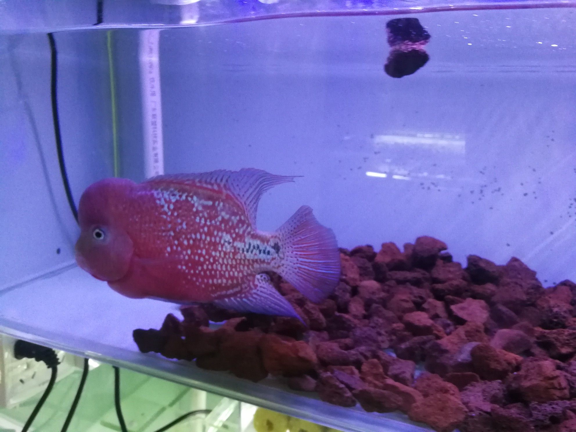 新鄉(xiāng)觀賞魚市場分享上我的大幻彩和大虎 觀賞魚市場（混養(yǎng)魚） 第3張