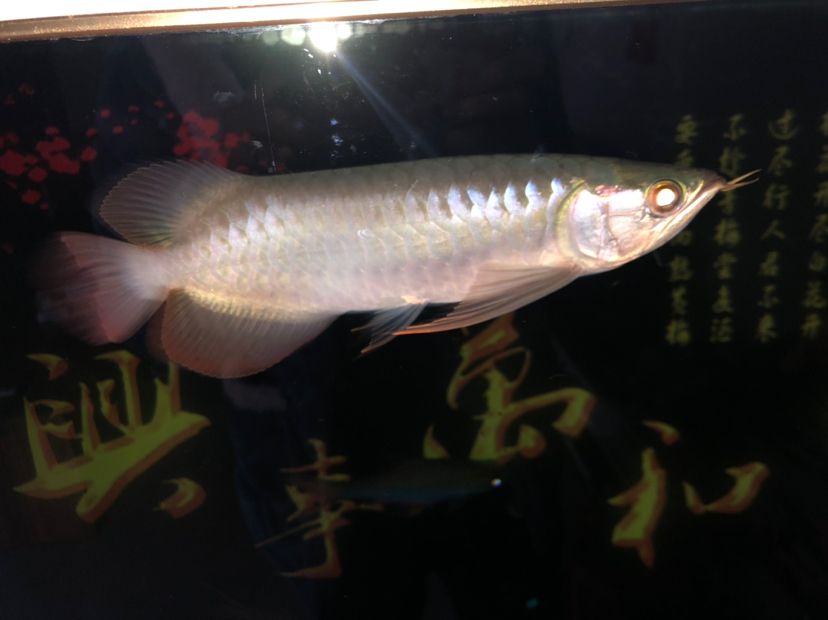 臨汾觀賞魚市場無聊給辣條拍拍照 觀賞魚市場（混養(yǎng)魚） 第7張