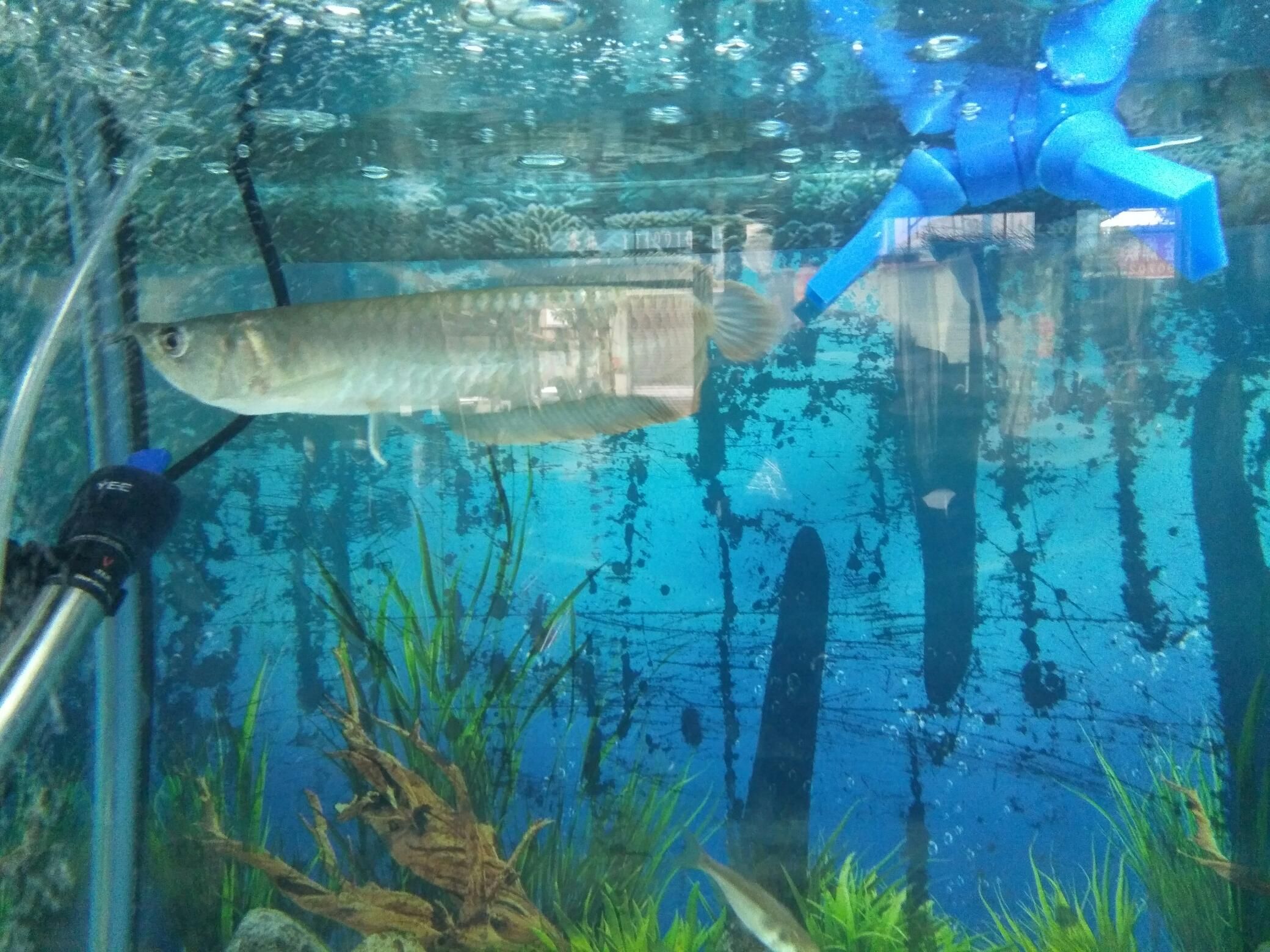 銀龍不吃東西 古典過背金龍魚 第3張