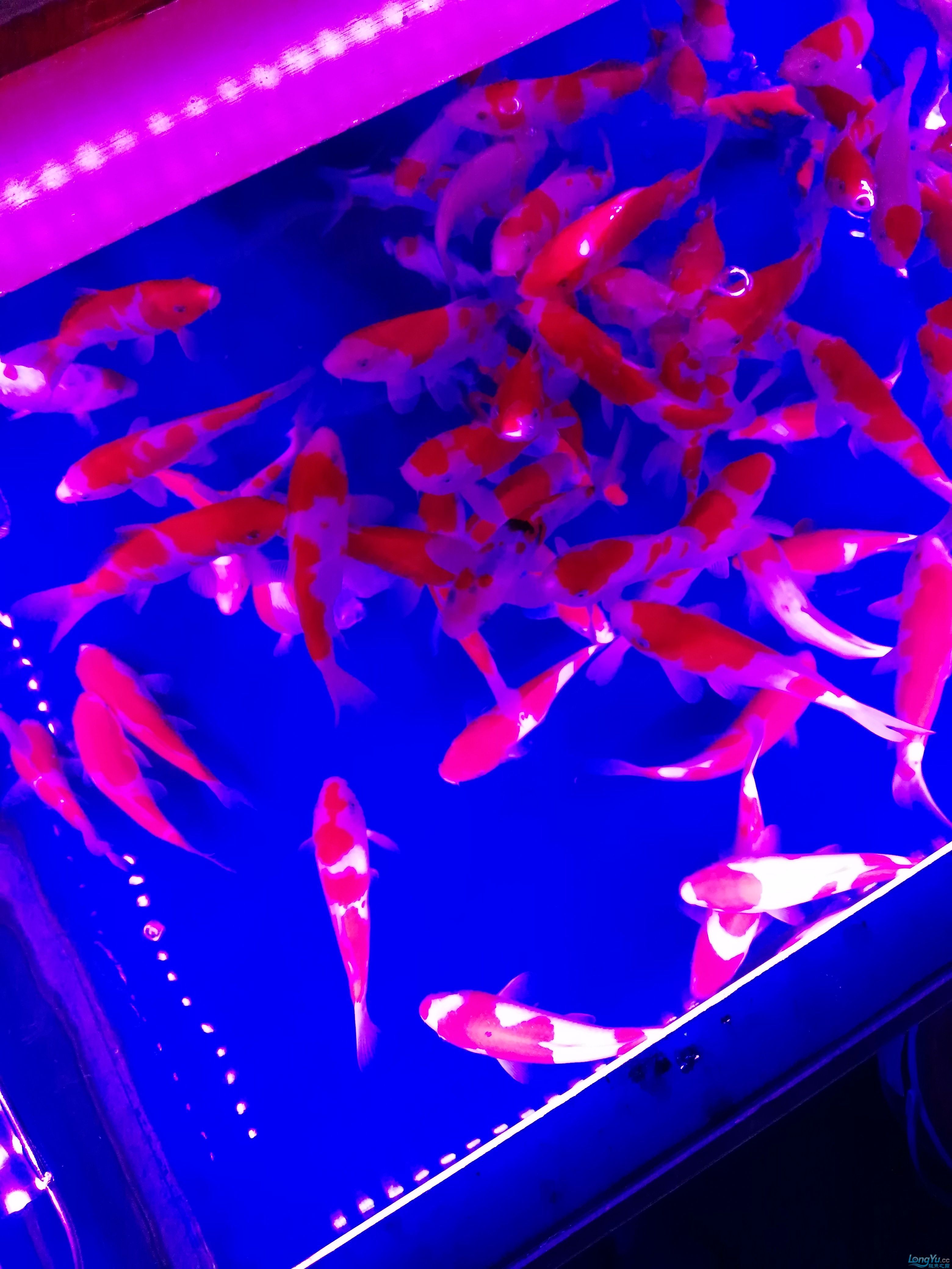 上周日沈陽北市場魚市游玩 申古銀版魚 第8張