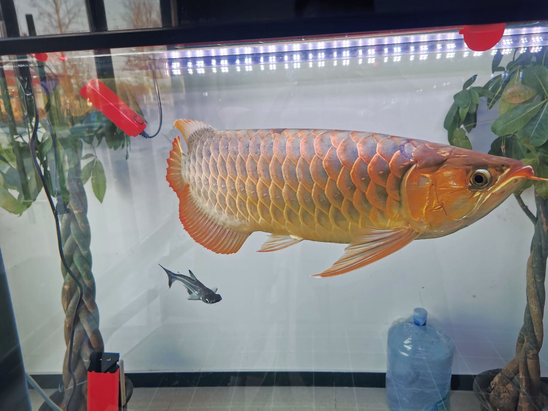 邵陽(yáng)水族館請(qǐng)大神幫我看一下新入手的紅龍魚