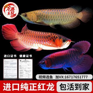 遂寧觀賞魚市場求助請幫助看看一眉還有救嗎？