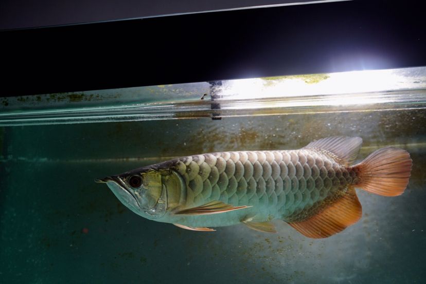 果洛藏族自治州水族館一千多的金龍是養(yǎng)不好的 狗頭魚 第3張