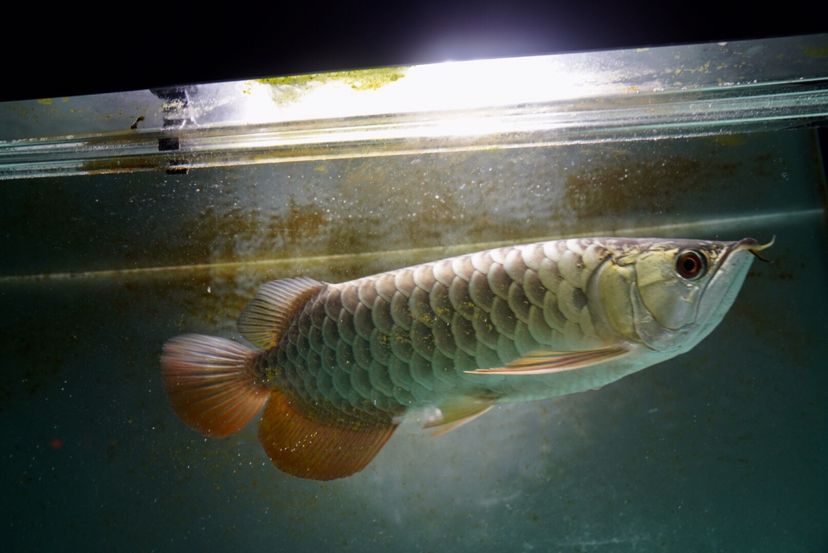 果洛藏族自治州水族館一千多的金龍是養(yǎng)不好的 狗頭魚 第2張