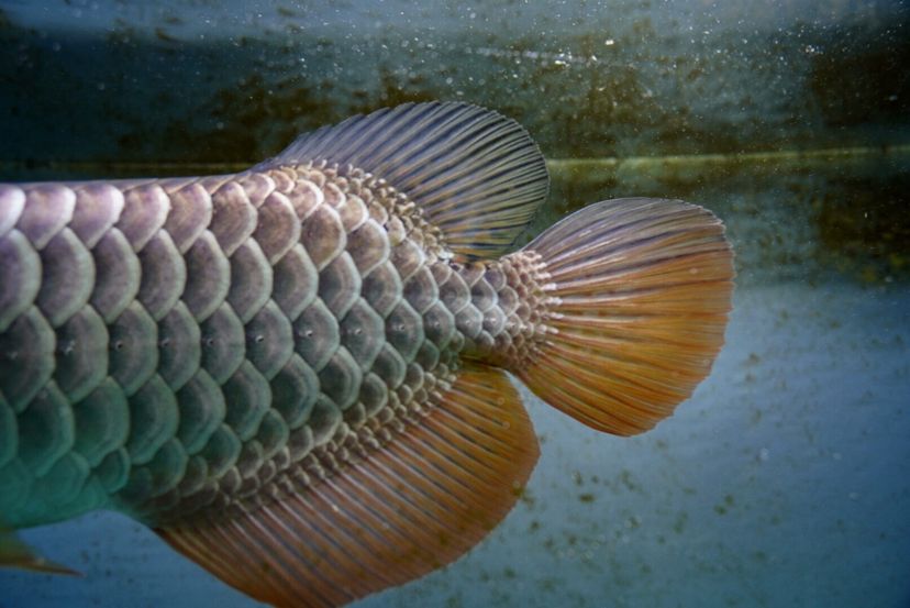 果洛藏族自治州水族館一千多的金龍是養(yǎng)不好的 狗頭魚 第4張