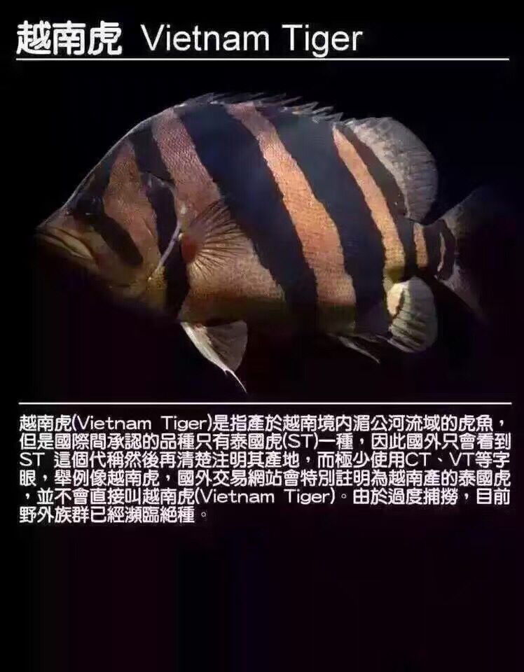 淮北觀賞魚市場虎魚種類 觀賞魚市場（混養(yǎng)魚） 第5張