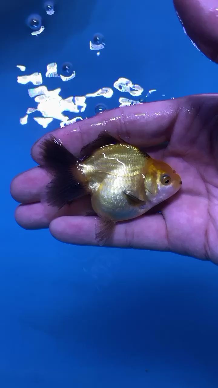 惠州水族館帶苗子