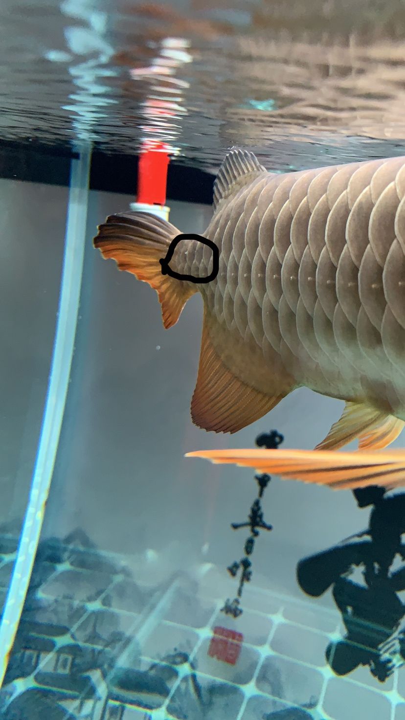 林芝水族館龍魚(yú)鱗片上的小白尖是什么？ 紅頭利魚(yú) 第2張