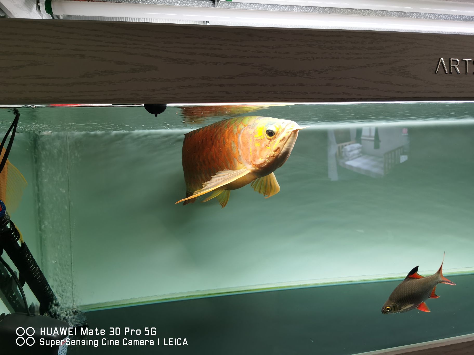 常德水族館一根頂燈打卡