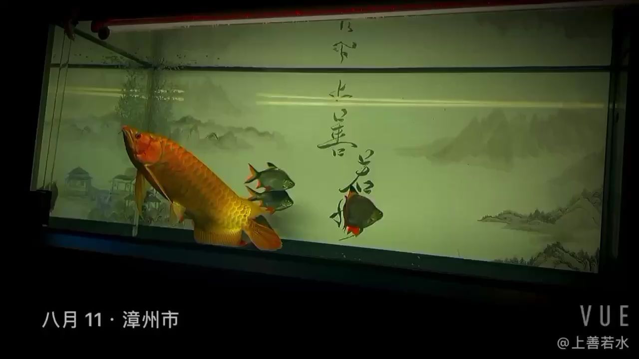 毒椒打卡 黑帝王魟魚(yú) 第2張