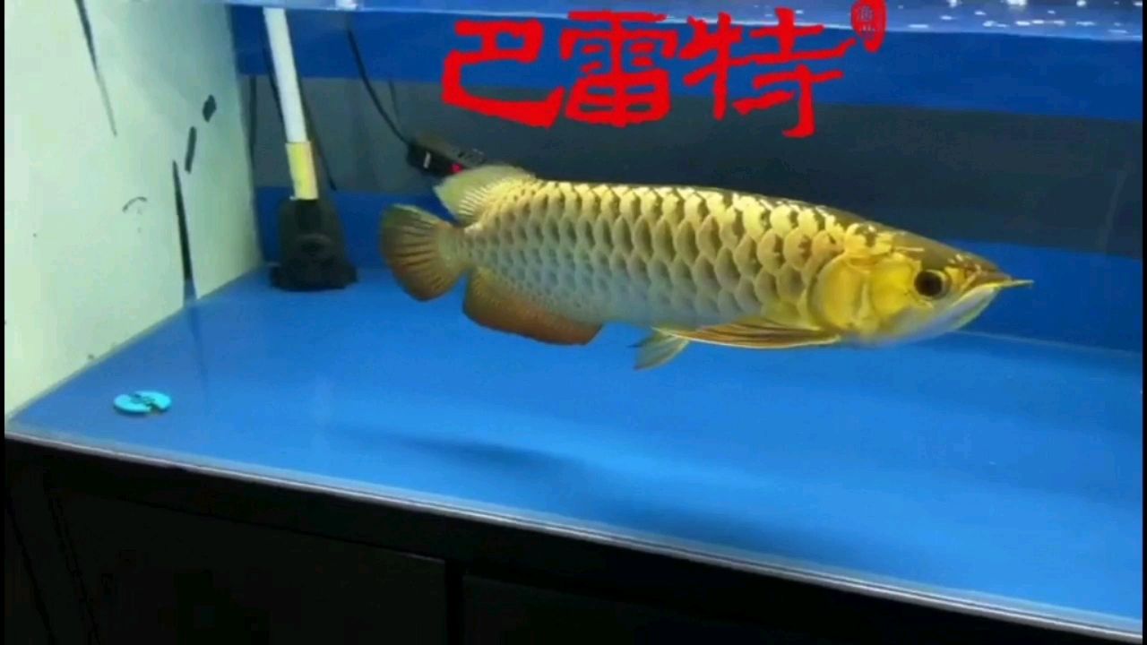 恩施土家族苗族自治州觀賞魚市場巴雷特的A過品質(zhì)就是這樣好