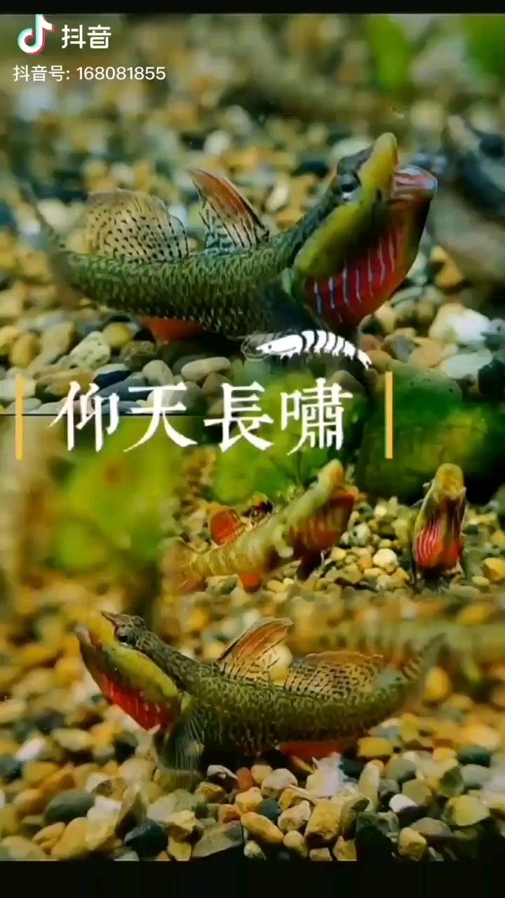 鷹潭觀賞魚市場再看可愛的蝦虎吧 觀賞魚市場（混養(yǎng)魚） 第2張