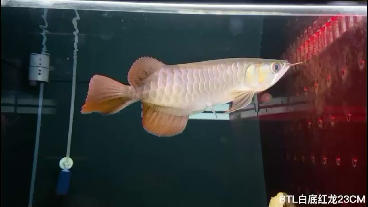 清遠水族館BTL精選白底紅龍 紅龍魚百科 第2張