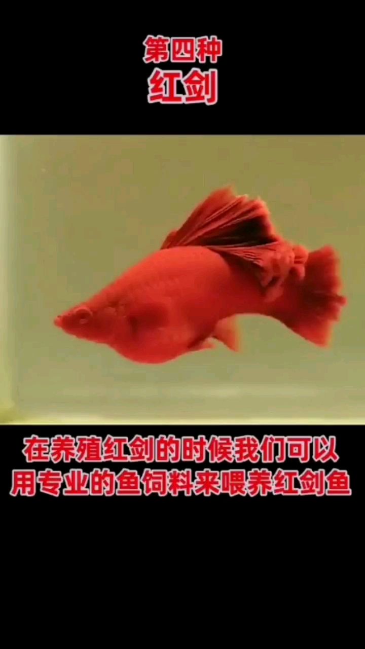 最好養(yǎng)的熱帶魚小魚誰養(yǎng)誰知道 麥肯斯銀版魚 第2張