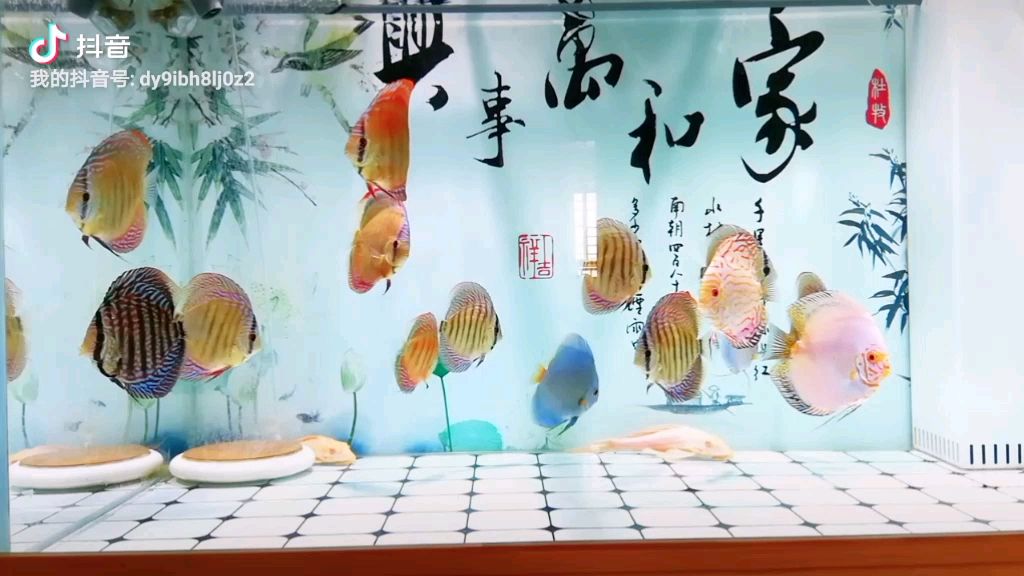 佳木斯觀賞魚市場七彩神仙魚 觀賞魚市場（混養(yǎng)魚） 第2張