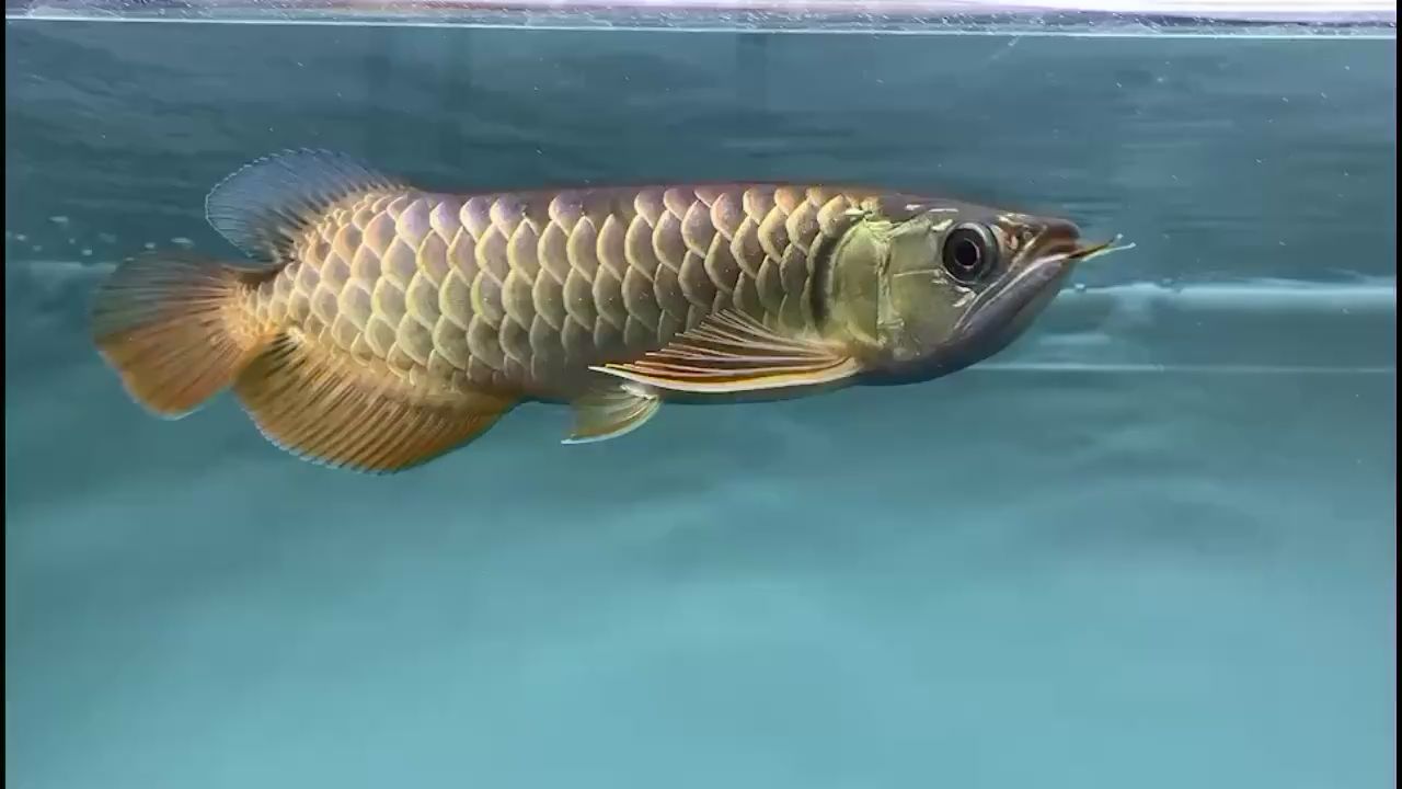 喀什水族館鯊魚小哥