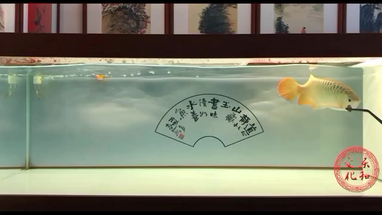 錦州水族館喂食 虎斑恐龍魚 第2張