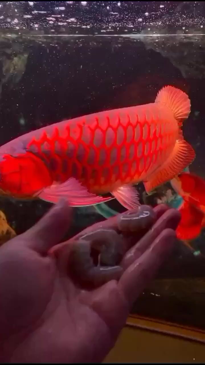 銅仁水族館康龍說喜歡養(yǎng)魚的人運(yùn)氣都不會(huì)c