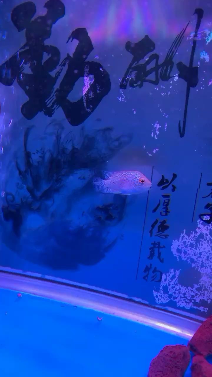 酒泉觀賞魚市場老司機幫我看看這苗如何啥品種 觀賞魚市場（混養(yǎng)魚） 第2張