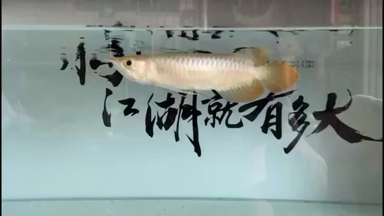 渭南水族館阿古斯貢拜f12022年7月17入缸