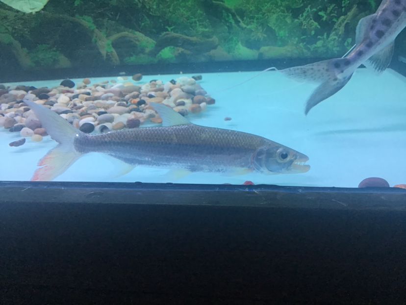 錦州水族館新回來(lái)的白金猛魚(yú) 埃及神仙魚(yú) 第3張