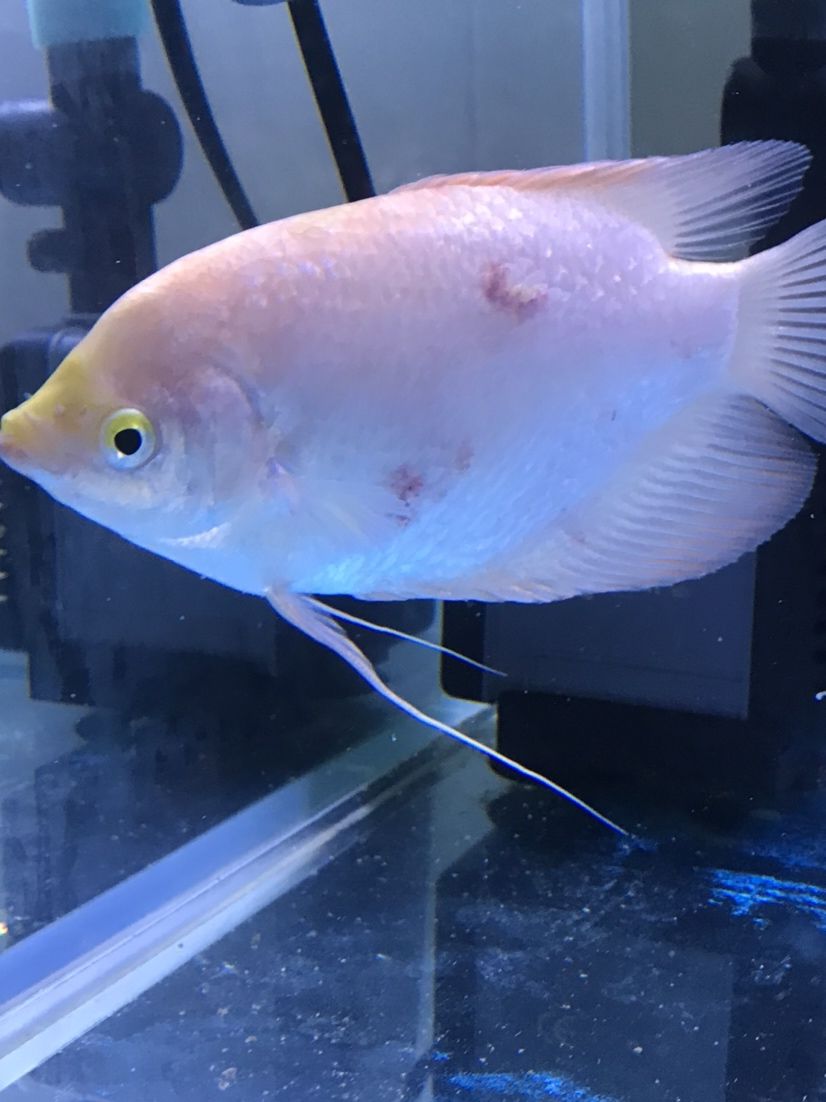 梅州水族館招財魚爛身了 觀賞蝦蟹等飼料 第4張