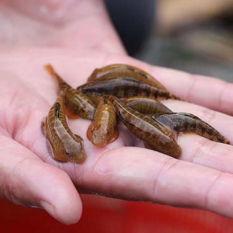 巢湖觀賞魚市場天冷了顏色能否深點