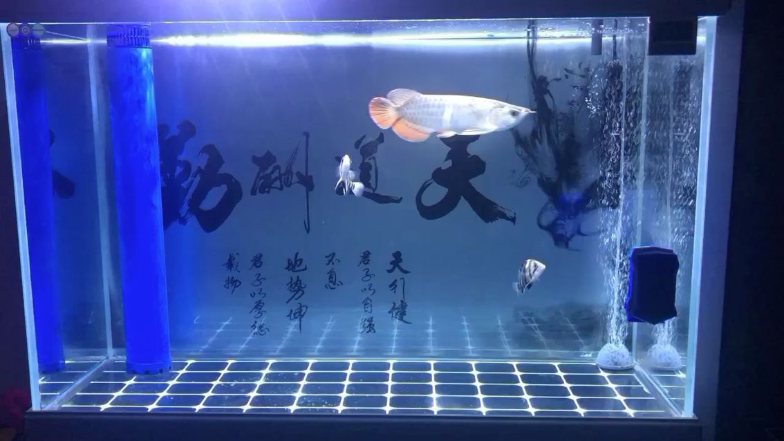 新手求大神指點(diǎn)這魚(yú)怎么樣 魚(yú)缸水泵 第2張