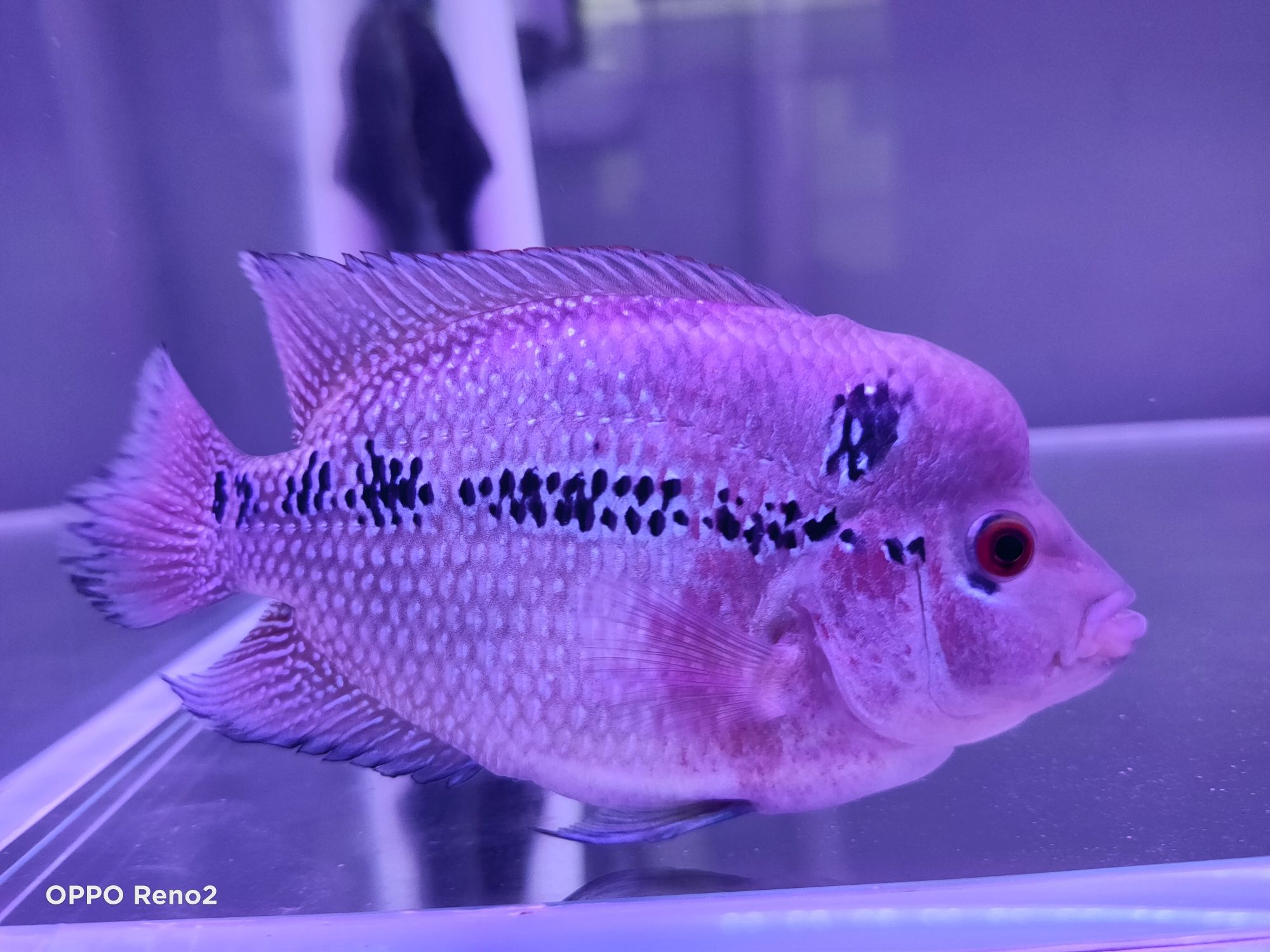 紹興水族館還要再堅持嗎？