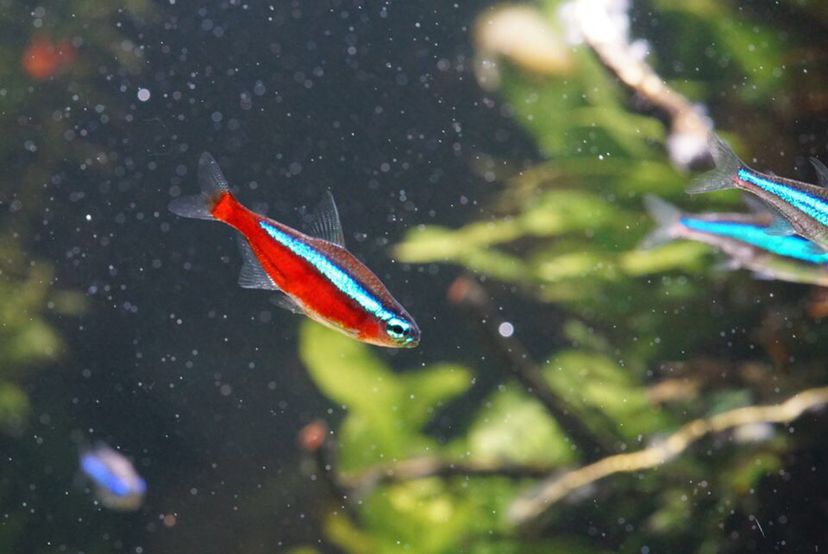 十大最好養(yǎng)的觀賞魚 熊貓異形魚L46 第8張