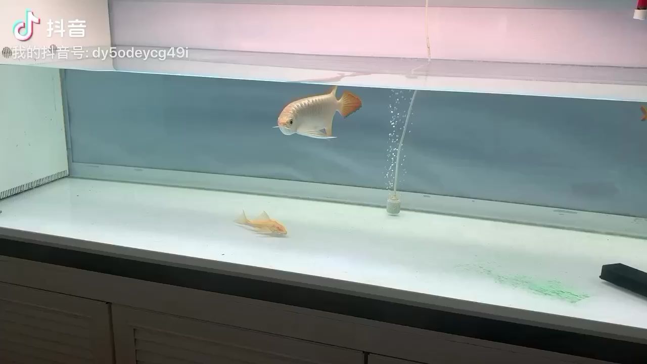 隨州水族館小花麟一枚