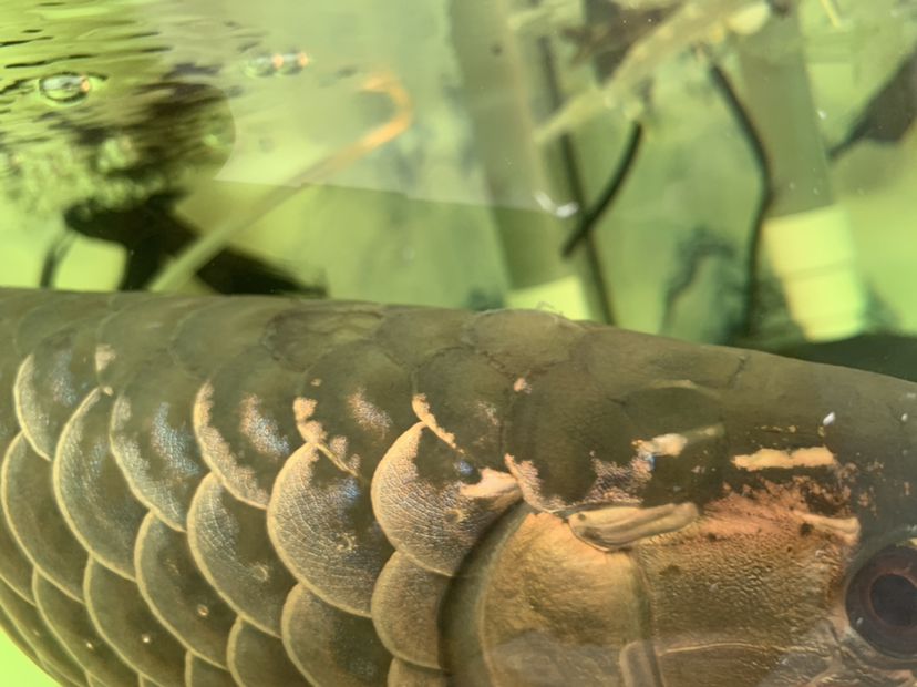 北海水族館龍魚疾病的預(yù)防和治療