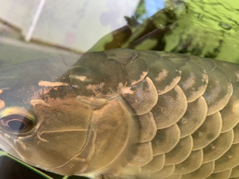 北海水族館龍魚(yú)疾病的預(yù)防和治療 龍魚(yú)疾病與治療 第6張