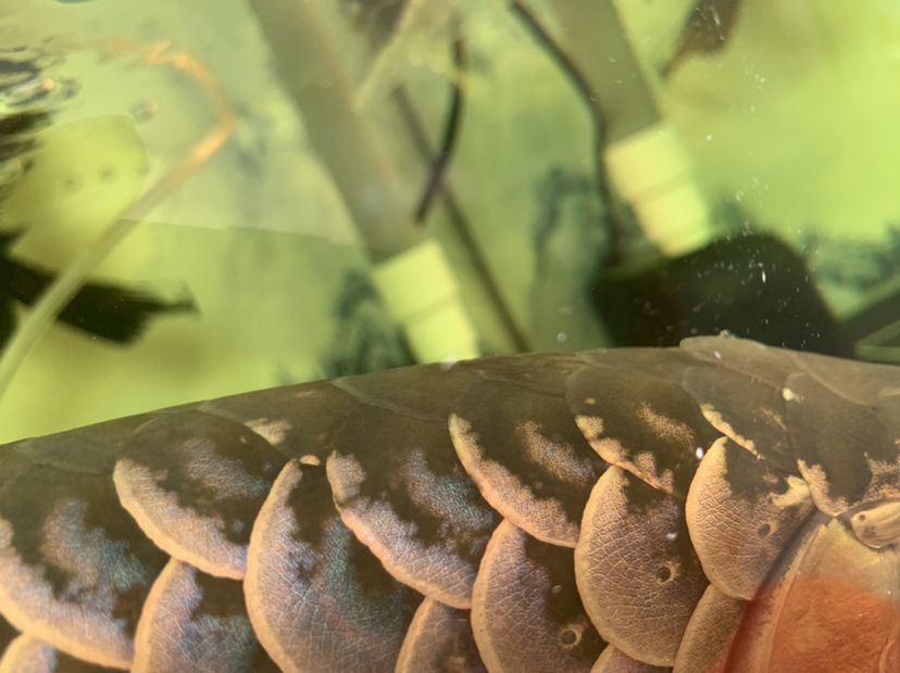 北海水族館龍魚(yú)疾病的預(yù)防和治療 龍魚(yú)疾病與治療 第5張