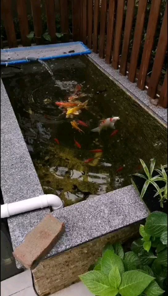 臨潼水族館暴雨過后 赤荔鳳冠魚 第2張