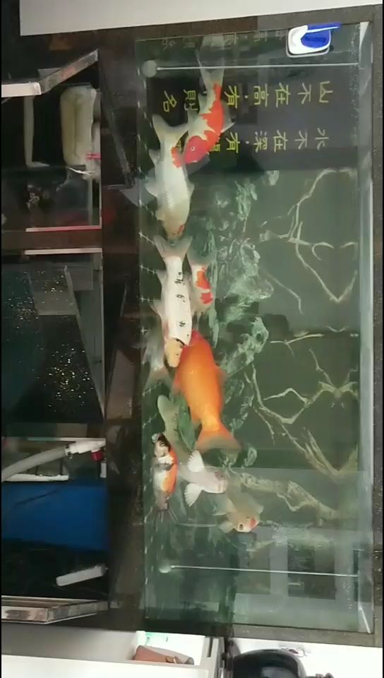 威海觀賞魚市場魚便分離問題 觀賞魚市場（混養(yǎng)魚） 第2張