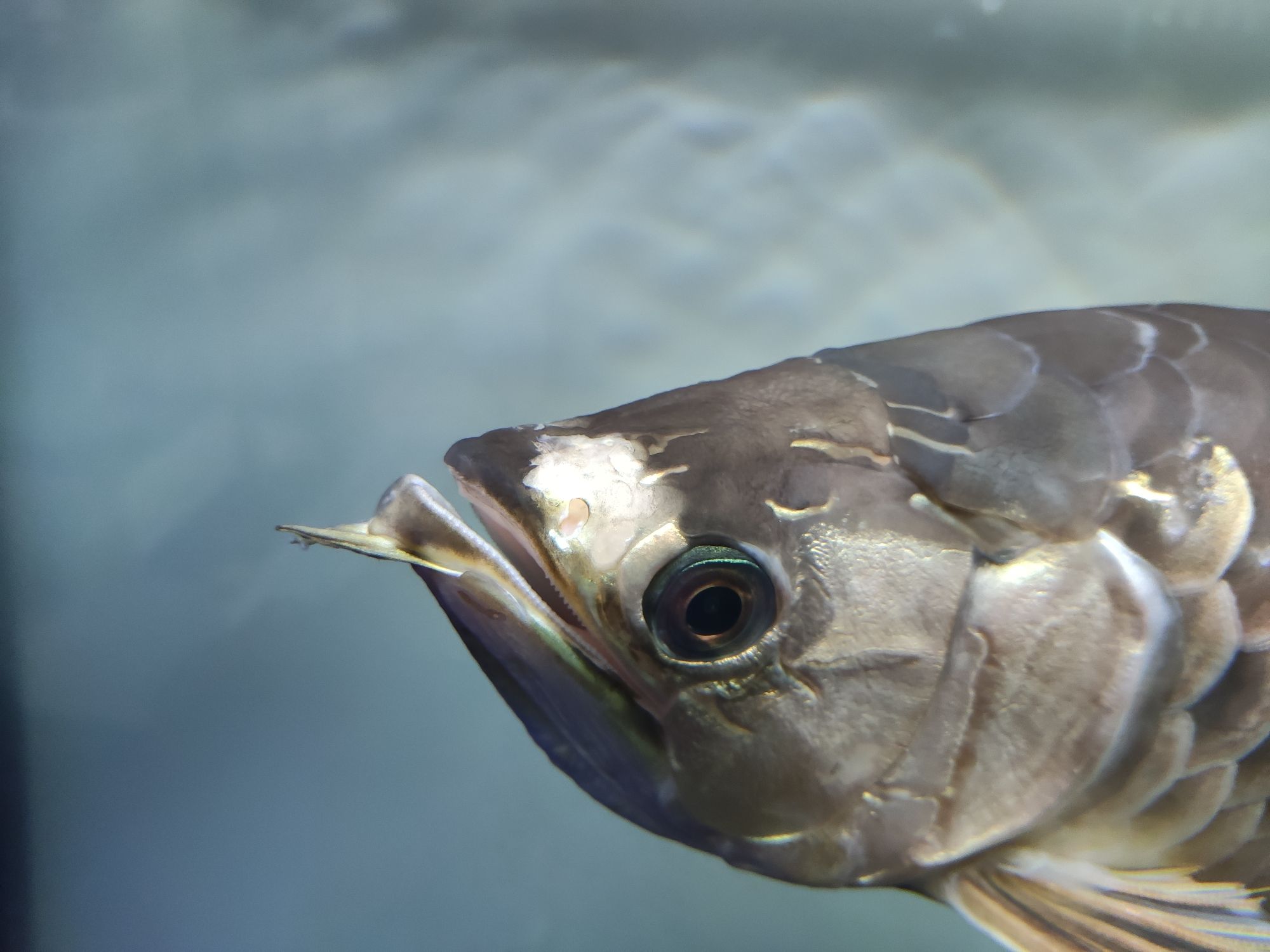 欽州水族館龍魚怎么了？最近也不進食