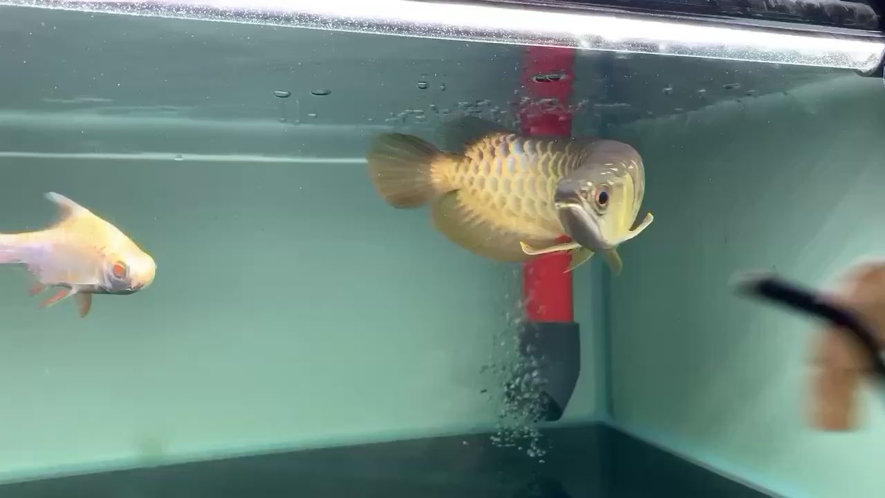 廣州水族館鯊魚嘴古典過背金龍