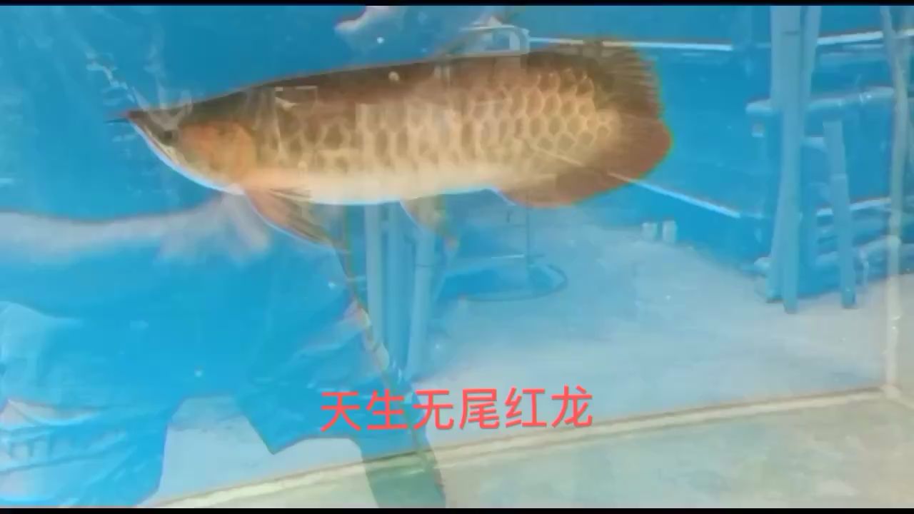 上帝賜給他與眾不同 圖騰金龍魚 第3張